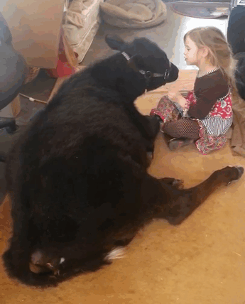 This 5-Year-Old Girl Sneaked A Baby Cow Into Her Home To Cuddle With It