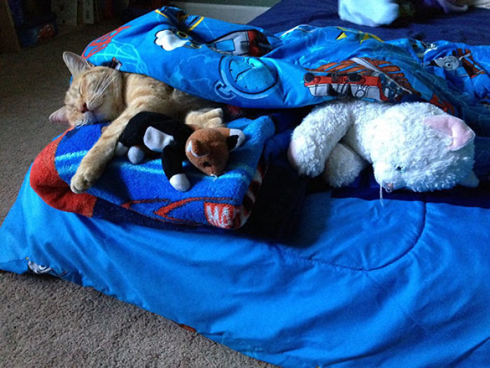 It's Been Almost A Year Since We Took In The Neighborhood Stray And My Son Still Insists On Tucking Him In When He Naps "So He Knows That He Lives At Our House And Will Come Back."
