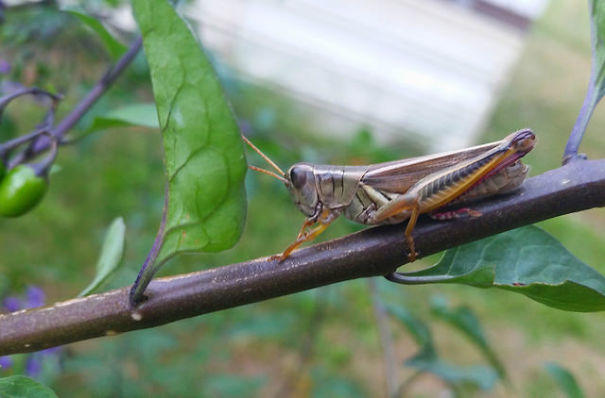 Just A Grasshopper Hanging Out In My Yard