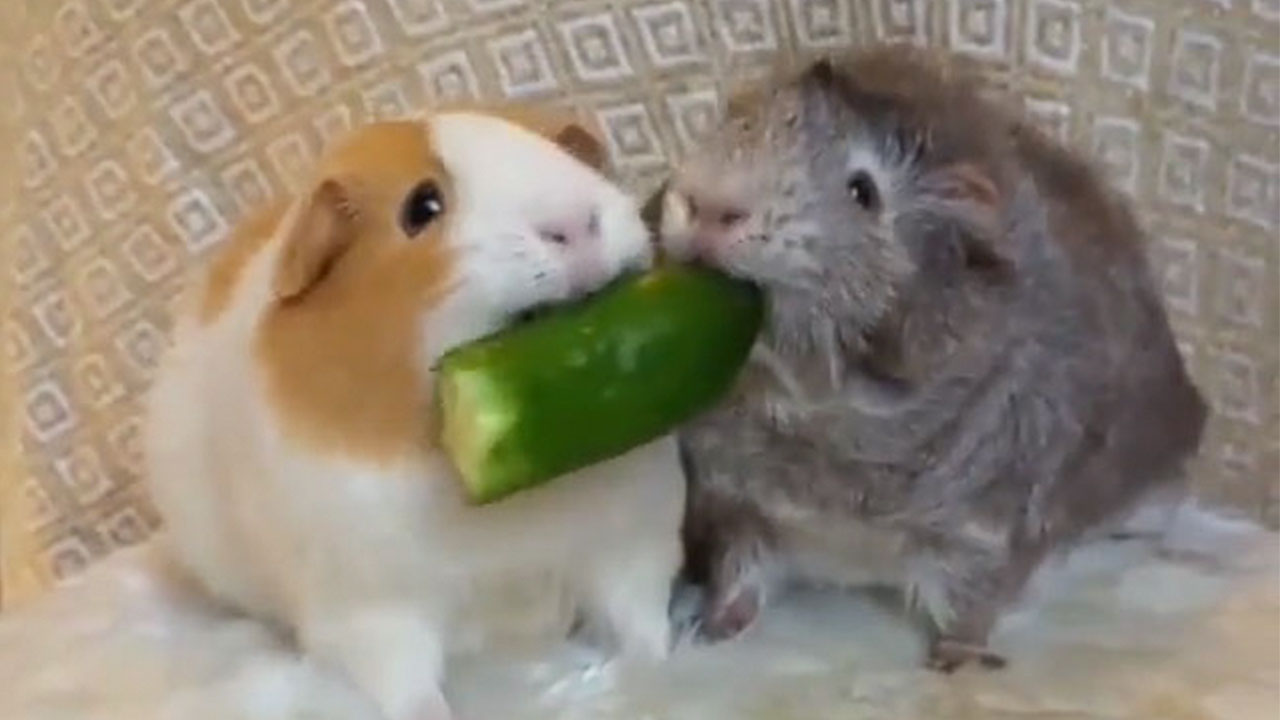 Guinea Pigs Don't Share Food