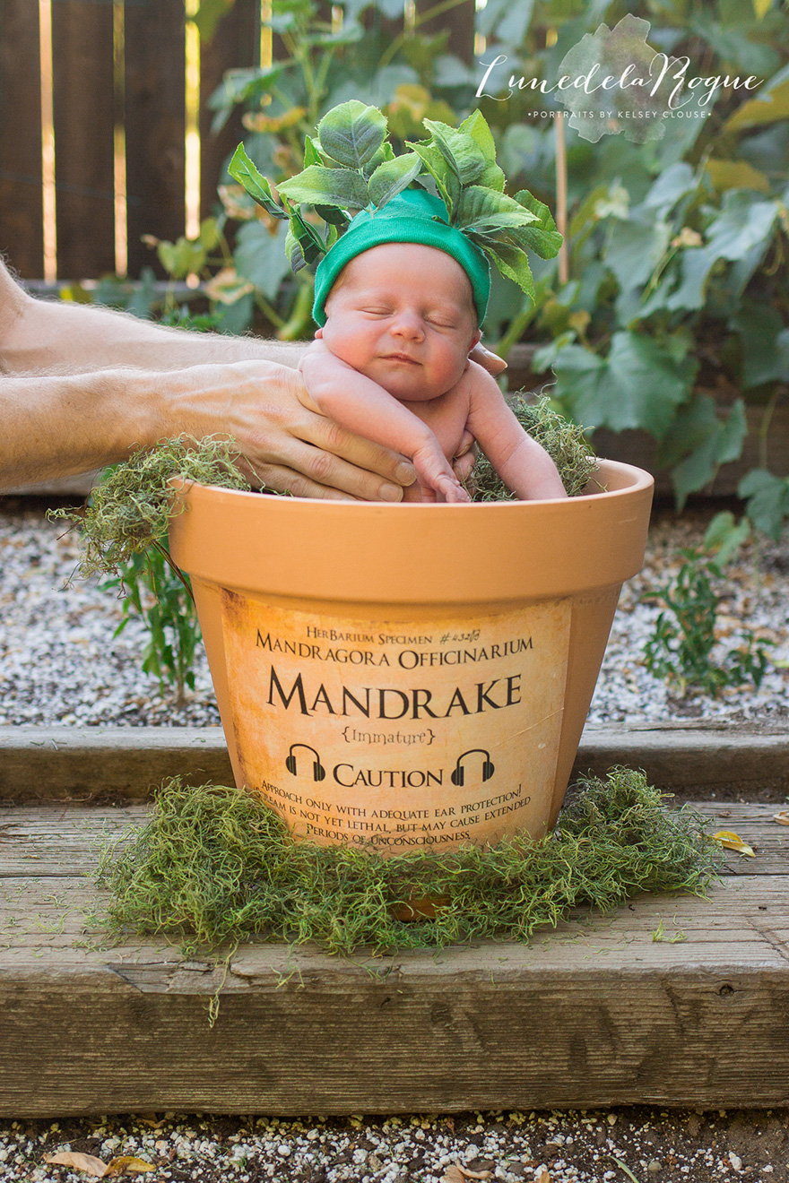 Harry Potter-Themed Newborn Photo Shoot With A Screeching Mandrake Baby Goes Viral