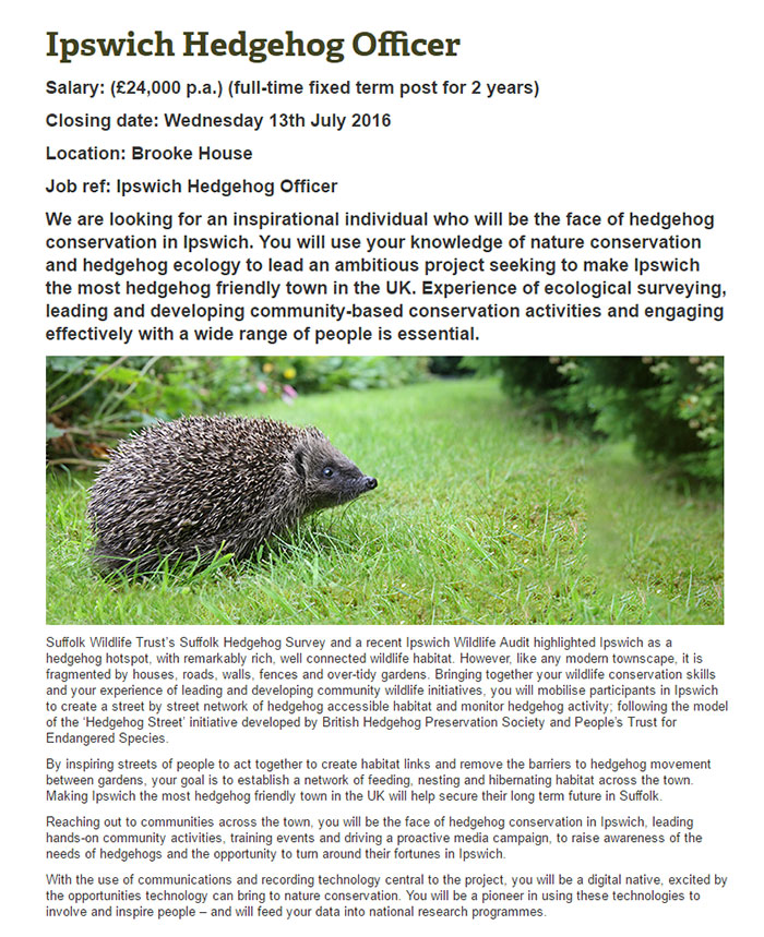 hedgehog-officer-ipswich-3