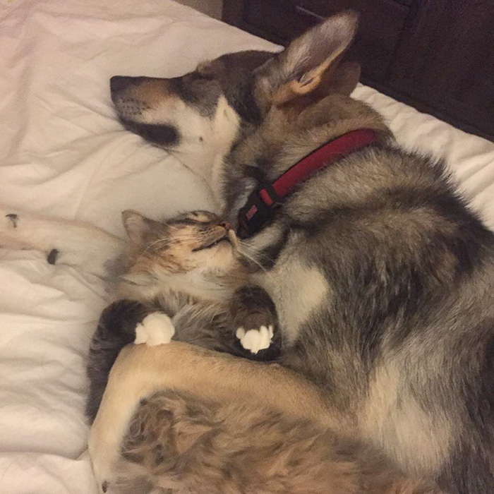 This Husky Picked Out Her Own Kitten To Take Home From Shelter