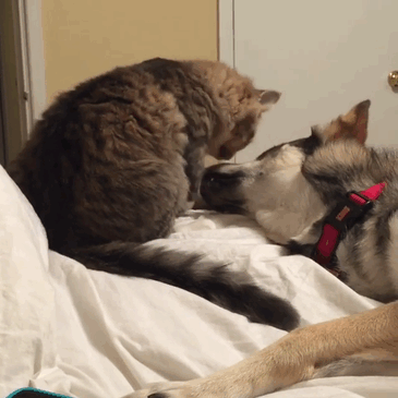 This Husky Picked Out Her Own Kitten To Take Home From Shelter