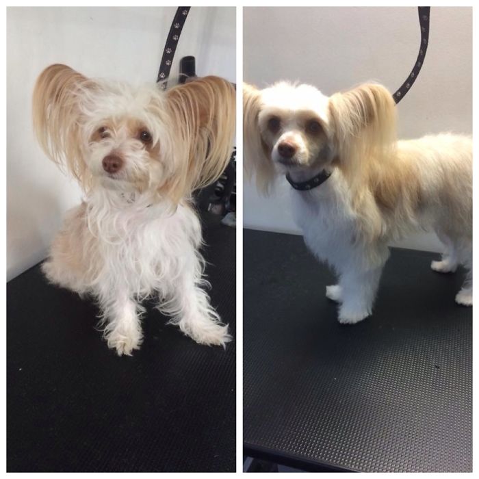 Chinese Crested Powder Puff, Before & After Her Hair Cut!