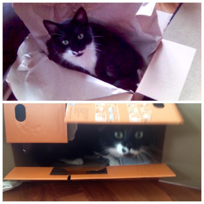 Mr. Jones, How Much He Loved Cardbord Boxes. I Miss You Trusted Friend.