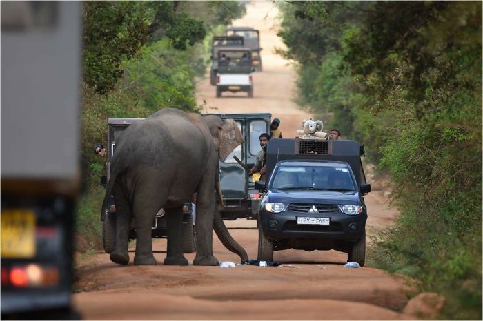 Mummy Elephant Trying To Save Baby From The Rangers At Yala National Park, Sri Lanka.
