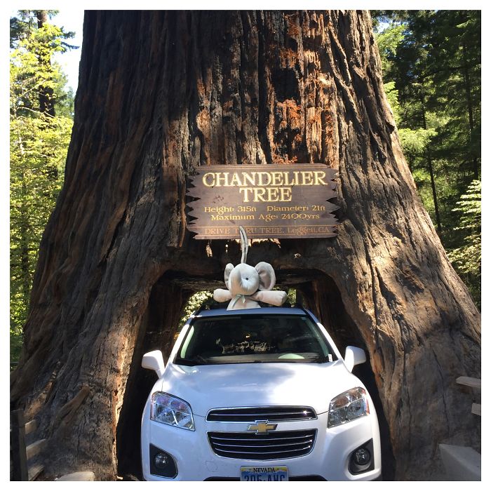 Giant Drive-thru Tree At Northen California