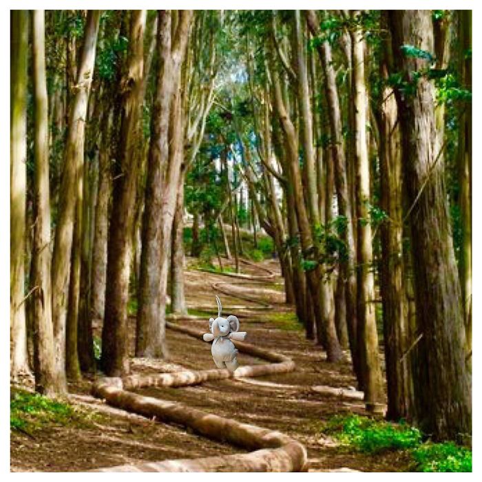 Hike The Wood Line At Presidio, San Francisco