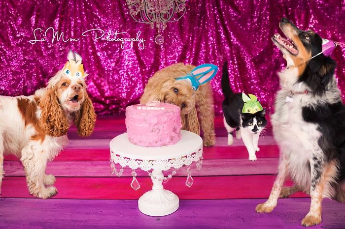 My Rescued Dog Chessie The Superstar Just Celebrated Her 8th Birthday With A Cake