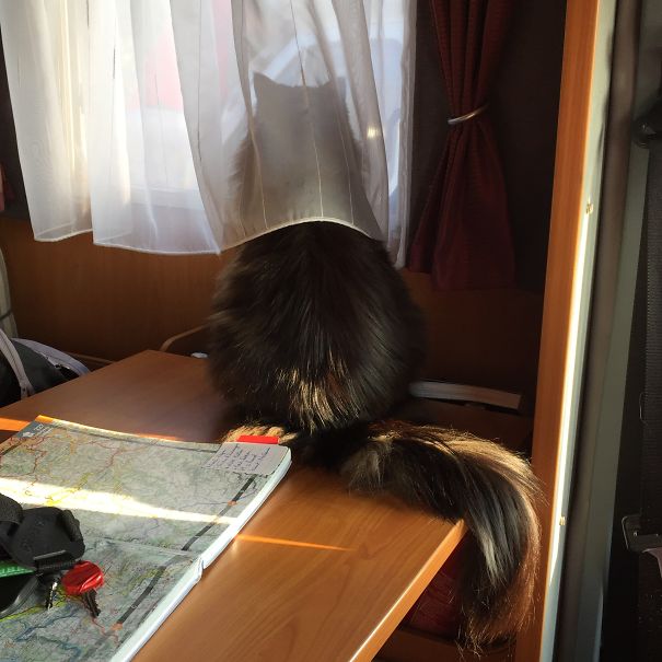 Cassiopée : The French Cat In The Motorhome