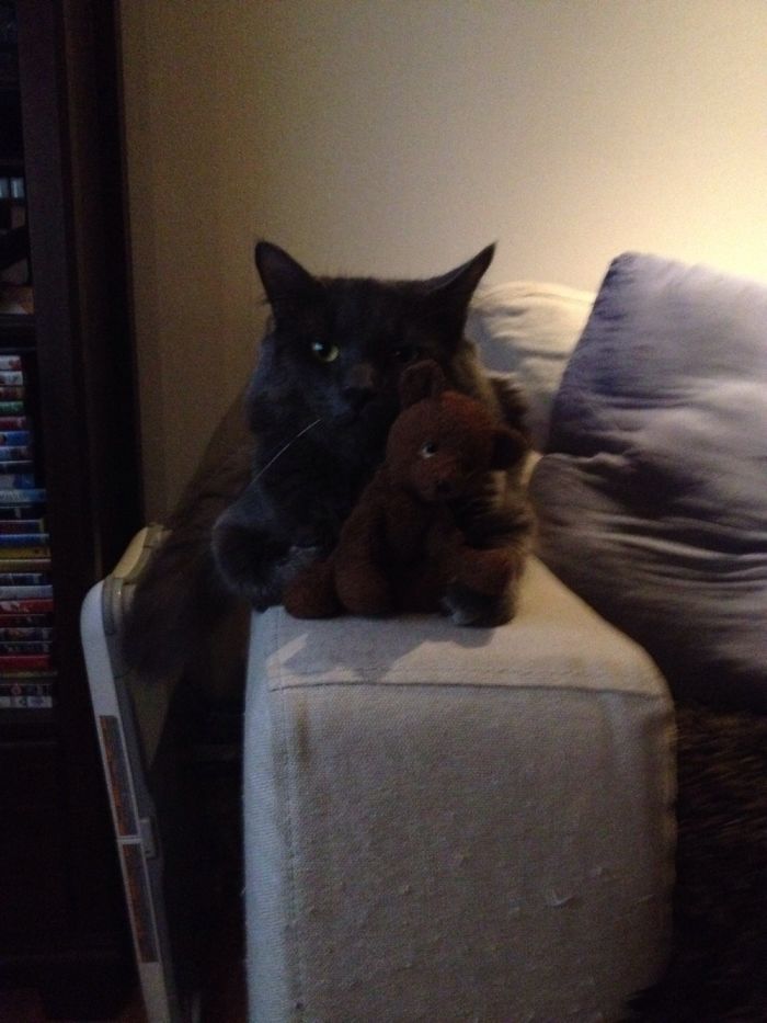From Kitten To Cat