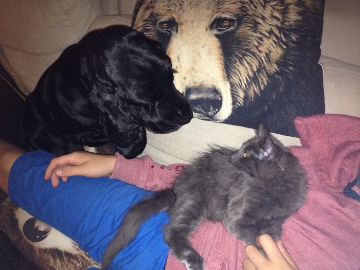 From Kitten To Cat