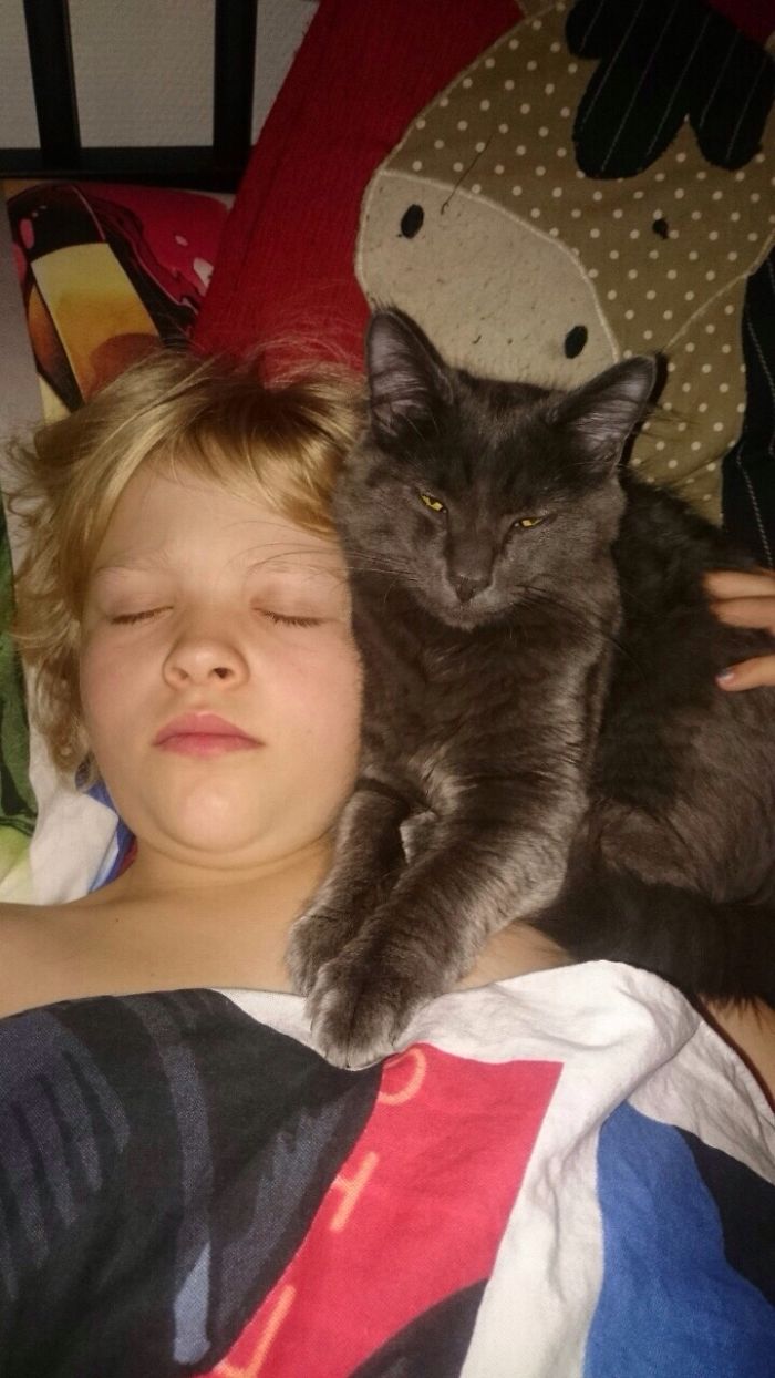 From Kitten To Cat