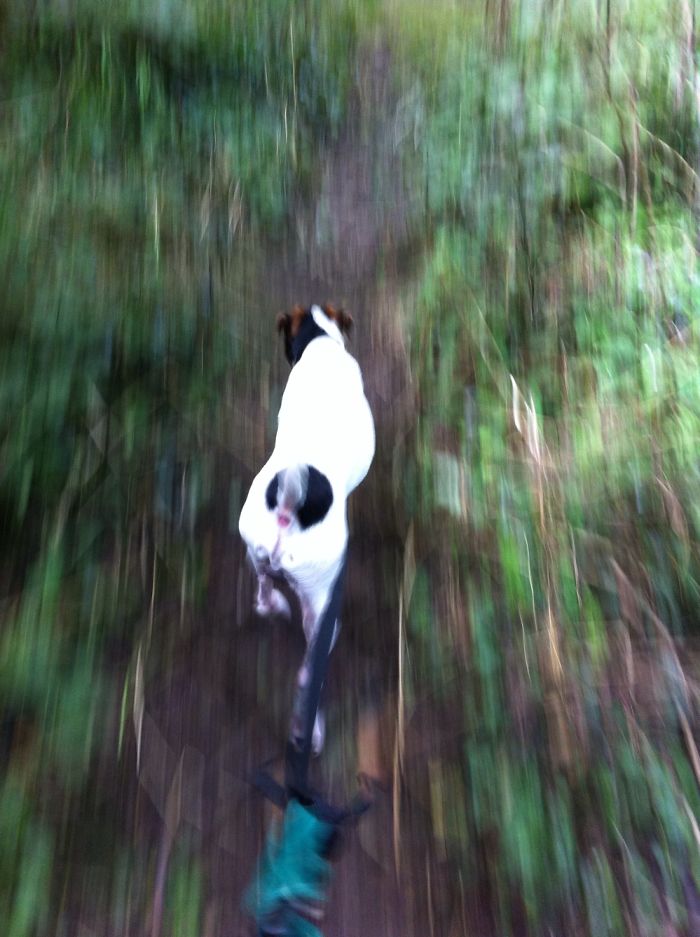 Super Dog