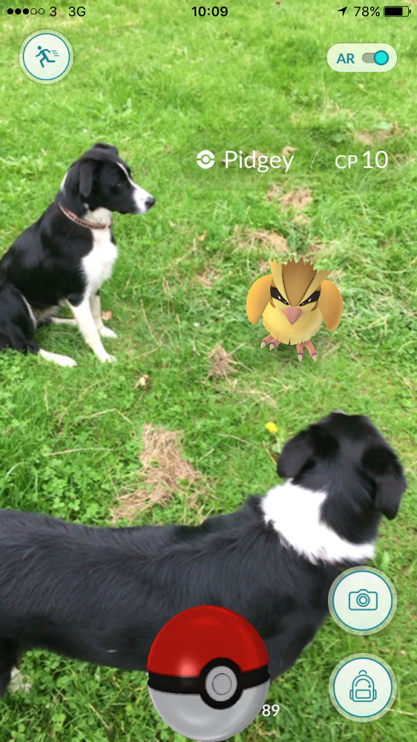 How Many Collies Does It Take To Catch A Pidgey?
