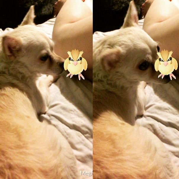 Little Blondie Sniffs Out A Pokemon! #alwaysadopt