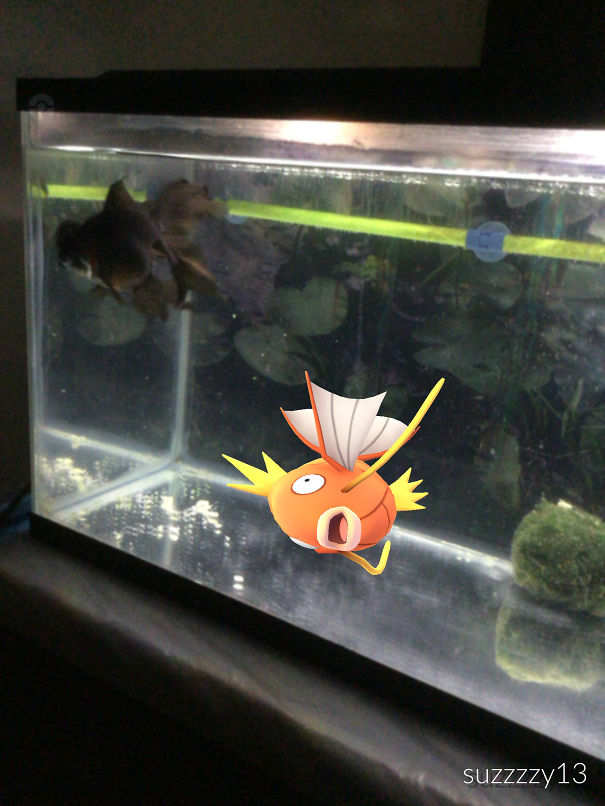 My Fish Has A New Friend!