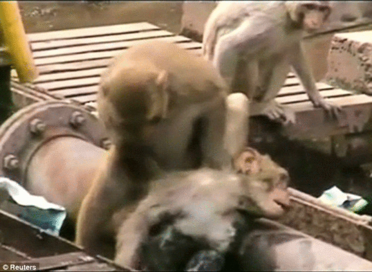Monkey Spends 20 Minutes Resuscitating His Friend After He Is Knocked Out By Electric Rails
