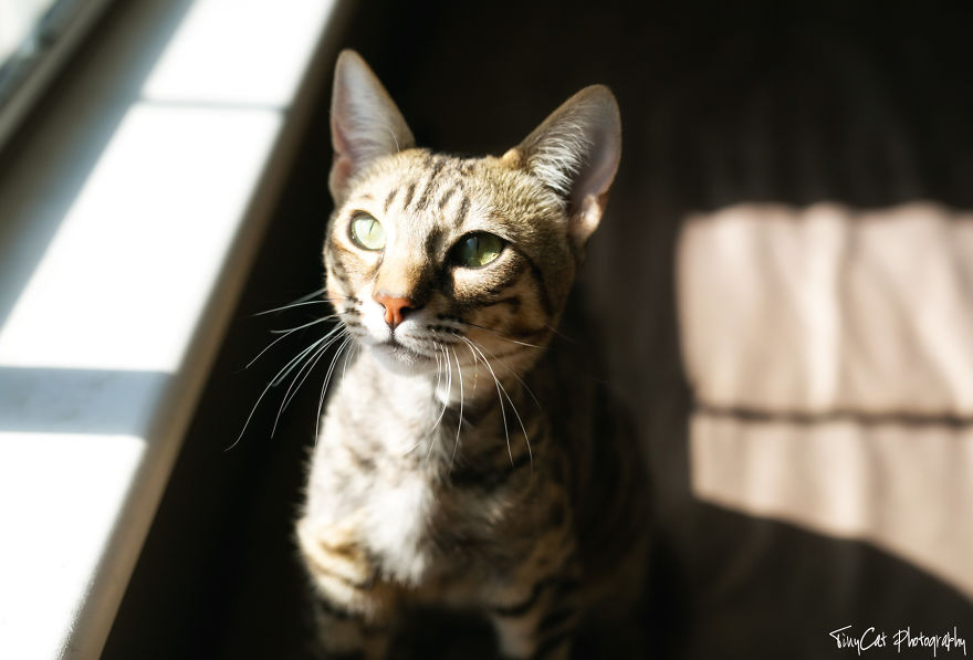 After Surviving A Coyote Attack, My Adopted Cat Kaia Is Now My Perfect Model