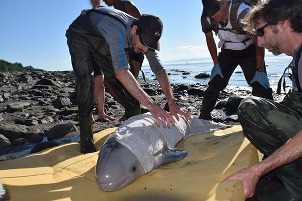 Kids Save Newborn Baby Whale That Washed Up On Shore