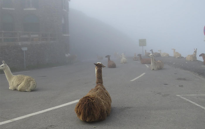 These Llamas Tried To Ruin The Tour-De-France And They’re Not The First Animals To Do It