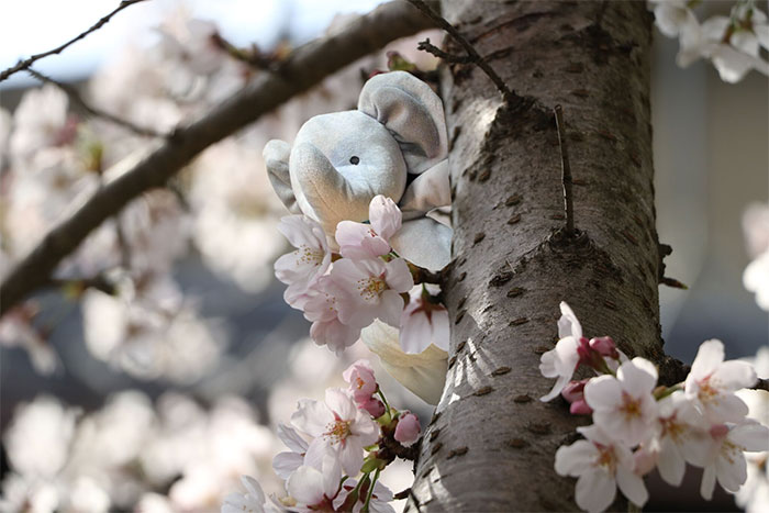 Obligatory Sakura Picture
