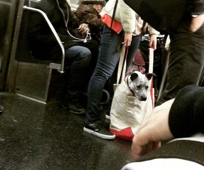 Dogs Are Not Allowed On NYC Subway Unless They're In A Carrier...So This Happened