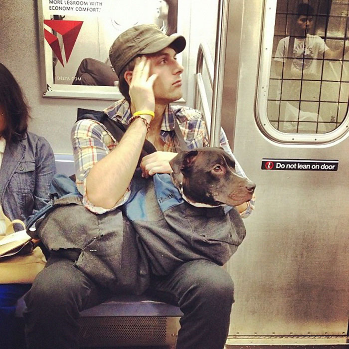 Dogs Are Not Allowed On NYC Subway Unless They're In A Carrier...So This Happened