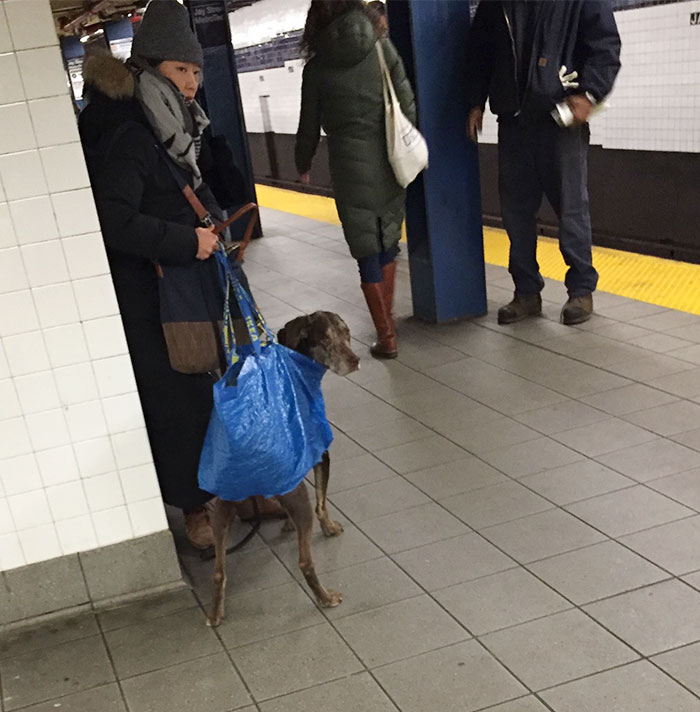 man-with-giant-dog-tote-bag-new-york-subway-60