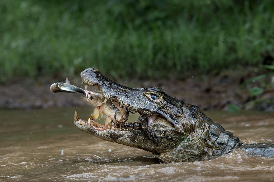 Second Place Winner, Nature: Double Trapping, Brazilian Pantanal