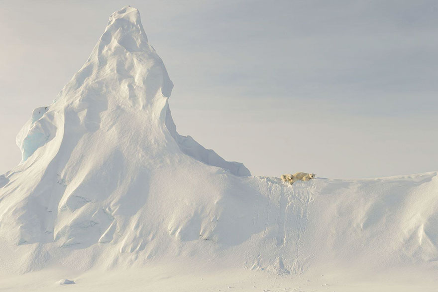 Honorable Mention, Nature: Bears On A Berg, Nunavut, Canada