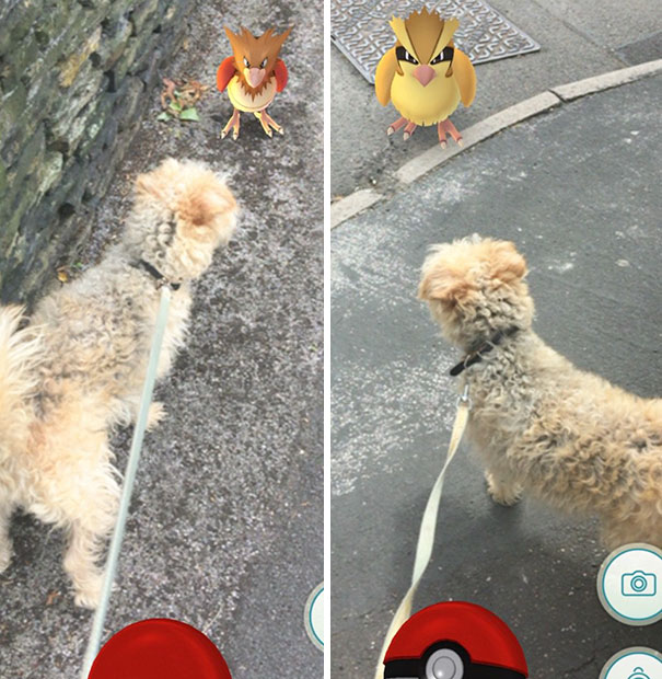 Pokemon Go Making Dog Walking Enjoyable