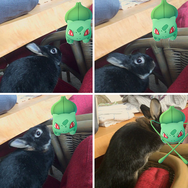 Even Rabbits Play Pokemon Go