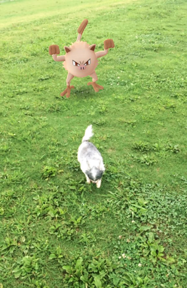 My Dog Somehow Escaped From This Pokemon