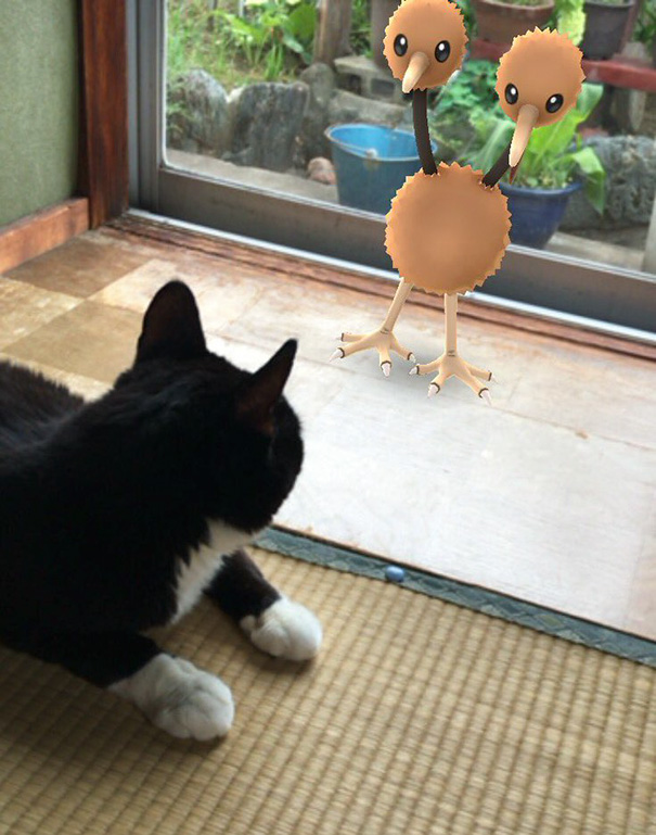Apparently My Cat Can See The Pokemon