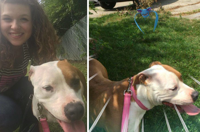 When This Animal Shelter Asked Pokémon Go Players To Walk Their Dogs, They Didn't Expect This