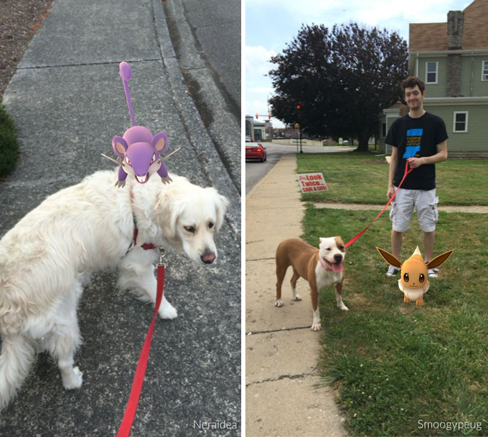 When This Animal Shelter Asked Pokémon Go Players To Walk Their Dogs, They  Didn't Expect This | Bored Panda