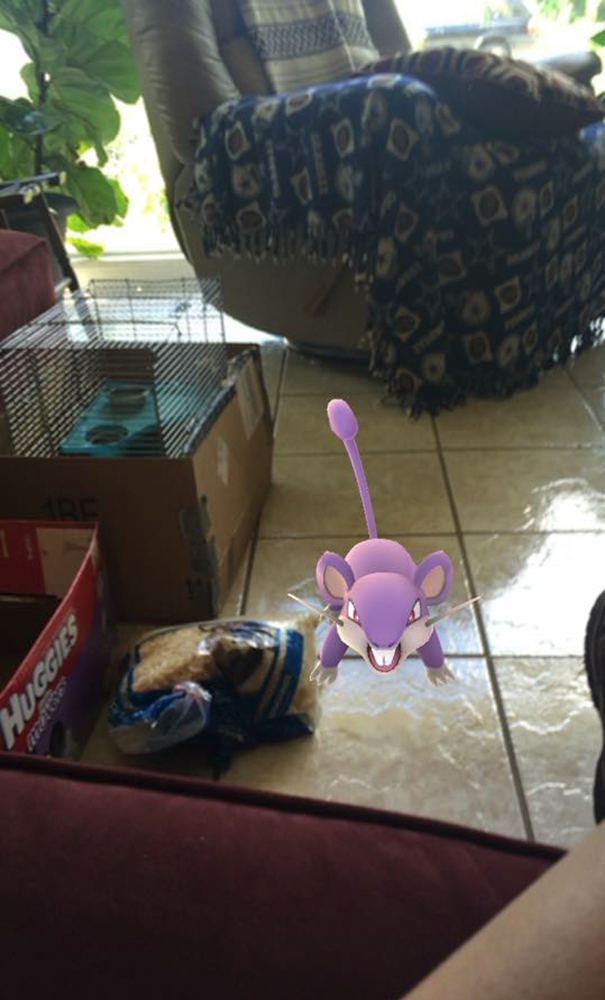 27 Abandoned Animals Rescued By Pokemon Go Players
