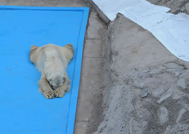 World's Saddest Polar Bear Dies After 22 Years In Argentina's Zoo