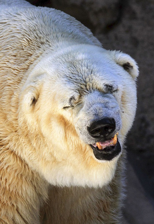 World's Saddest Polar Bear Dies After 22 Years In Argentina's Zoo