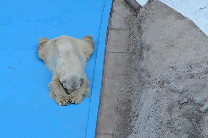 World’s Saddest Polar Bear Dies After 22 Years In Argentina’s Zoo