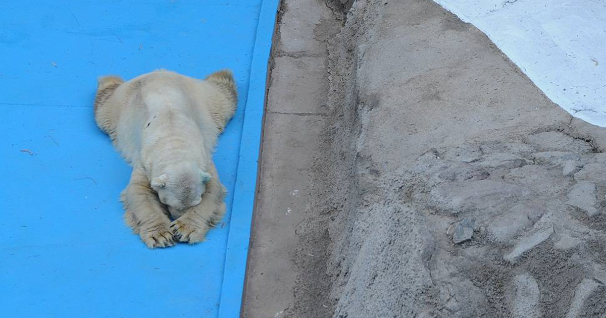 World's Saddest Polar Bear Dies After 22 Years In Argentina's Zoo | Bored  Panda