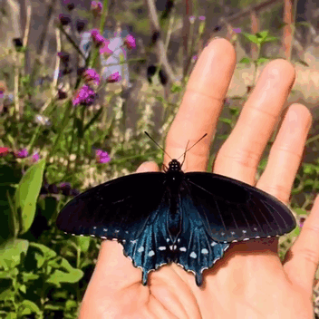 rare-blue-swallowtail-pipevine-butterfly-repopulation-tim-wong-1