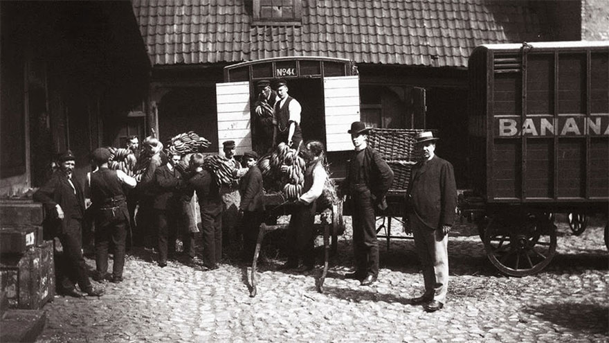 The First Bananas In Norway, 1905
