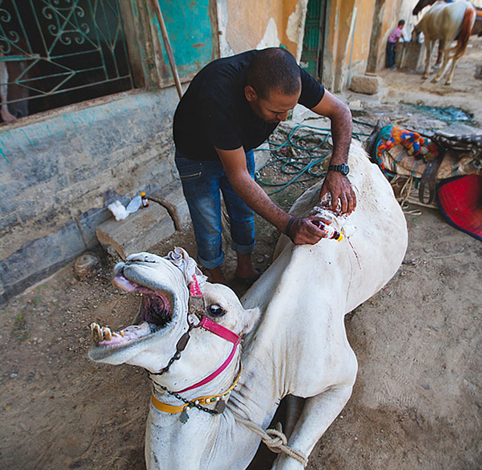The Shocking Reality Of Horses And Camels In Egypt