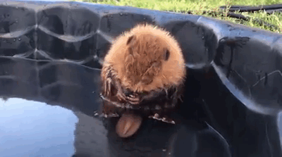 Orphaned Baby Beaver Can't Even Control His Own Tail And It's Just Too Cute