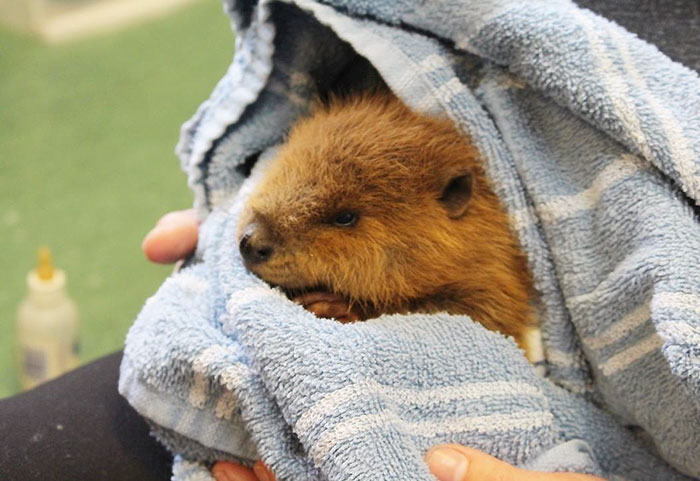 Orphaned Baby Beaver Can't Even Control His Own Tail And It's Just Too Cute