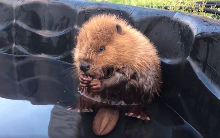 Orphaned Baby Beaver Can’t Even Control His Own Tail And It’s Just Too Cute
