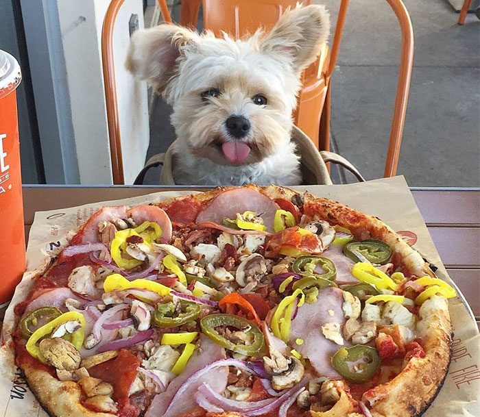 This Rescue Dog’s Instagram Filled With Food Porn Is Your New Favorite Foodie